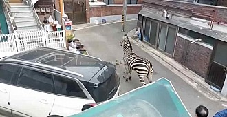 Hayvanat bahçesinden kaçan zebra 3 saat…