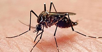 Sivrisinekler, hangi insanları daha çok…