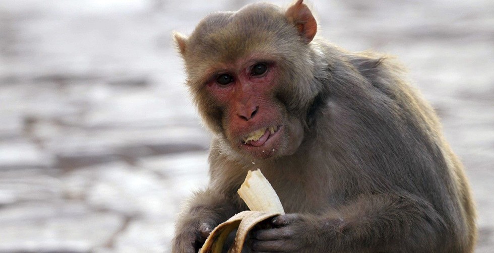 Maymunların kaçırdığı 1 aylık…
