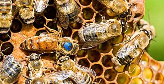 Dünyanın ilk bal arısı aşısı onay…