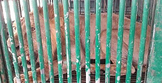 3 cinayet için 18 aslan gözaltında