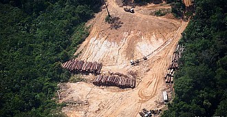 Amazonlarda ormansızlaşma artıyor