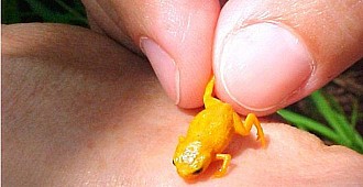 Brezilya'da 7 küçük kurbağa türü…