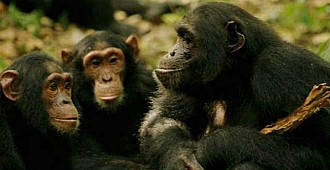 Şempanze nasıl aşık olur?..