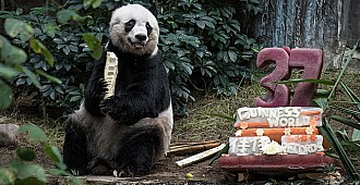 Dünyanın en yaşlı pandası öldü...