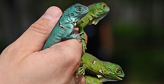 16 iguana birden doğdu!..