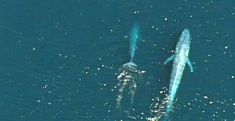 Mavi balinaların sayısında artış