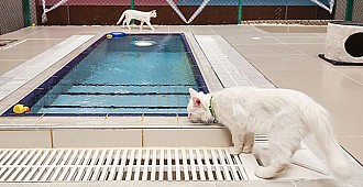 Van kedileri için yüzme vakti!..