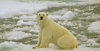 Kutup ayılarının rehin aldığı uzmanlara…