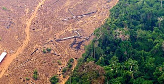 Amazonlarda, 11 ayda ormansızlaştırma…