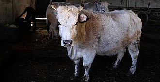 Polonya'dan 3 bin hasta sığır ithal…
