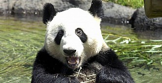 ABD'de 25 yaşındaki erkek panda Le…