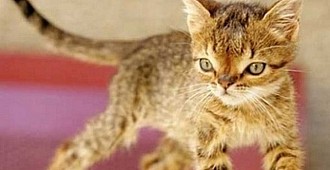 Türkiye'nin ilk Down sendromlu kedisi