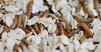 AB'de cırcır böceği tozu yeni gıdalar…