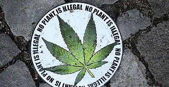 Marihuana yasal hale geliyor