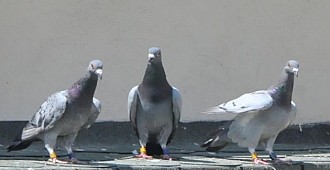 Güvercinler Konya'dan Eskişehir'e…