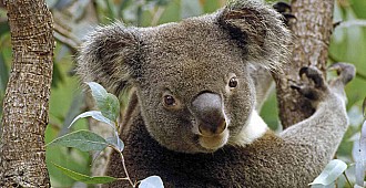 Koalalar ağaçlara neden sarılıyor?