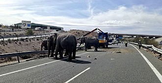 Kazaya neden olan filleri böyle taşıdılar...