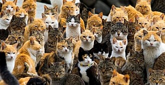 230 bin Euroluk evini sokak kedilerine bıraktı