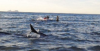 Kıyıya vuran balinaları kurtardılar