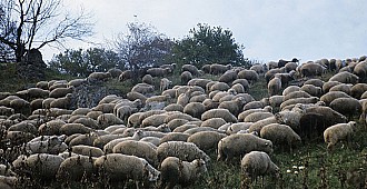 Japonya'da koyunlara iş sözleşmesi