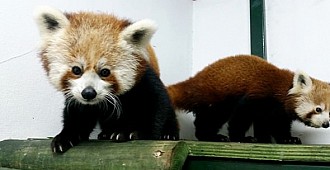Türkiye'nin ilk Kızıl Pandaları