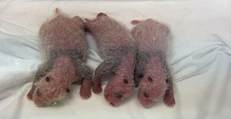 Üçüz pandalar böyle doğdu!..