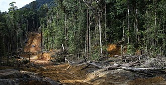 Endonezya orman açmada Brezilya'yı…