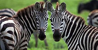 Zebra çizgilerinin sırrı