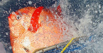 Dünyanın ilk sıcakkanlı balığı bulundu