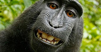Selfie yıldızı' maymunun fotoğrafları…