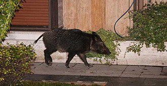 İstanbul'da domuz geziyor!..