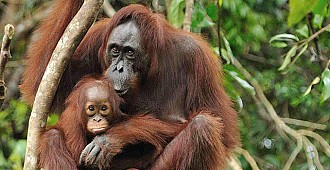Otcul sanılan orangutanlar et yerken görüldü