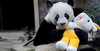 Dünyanın en yaşlı erkek pandası 30'una…
