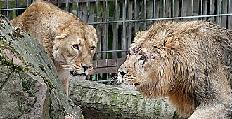 Hayvanat bahçesinden aslanlar kaçtı,…