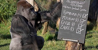 Hayvanat bahçesinde kaçak goril paniği