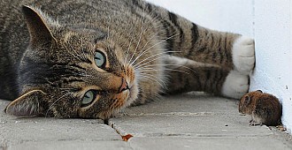 Kediler farelere karşı kimyasal silah…