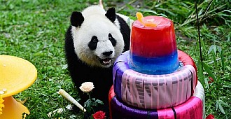Moskova'da pandalara doğumgünü kutlaması