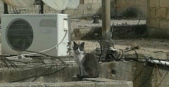 Kobani'de evini bekleyen kedi Gewre