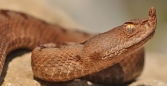 Boynuzlu engerek yılanı ilk kez görüldü