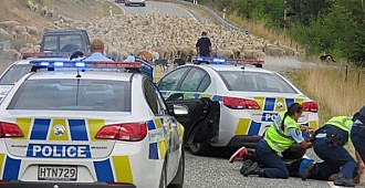 Polisin imdadına koyun sürüsü yetişti