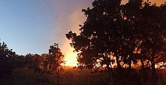 İzmir'deki orman yangını panik yarattı