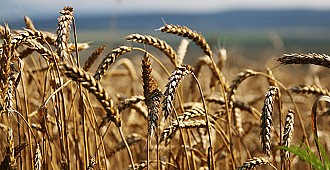 Rusya: Türkiye'ye buğday sevkiyatı…