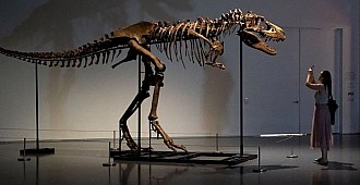 Dinozor iskeleti açık artırmada 6 milyon…