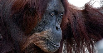 Dünyanın en yaşlı orangotanı öldü