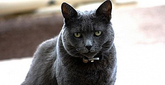 Rus mavi kedi, Amerikalı sahiplerini rehin…