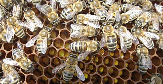 Arıların kurtarılması için 50 milyon…