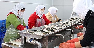 Konya'dan 15 ülkeye deniz ürünleri…