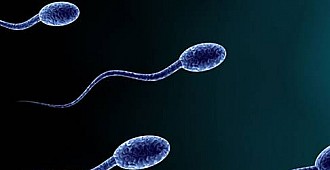 Sperm sayısındaki düşüş alarm veriyor