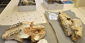 8 milyon yıllık fosiller bilim dünyasını…